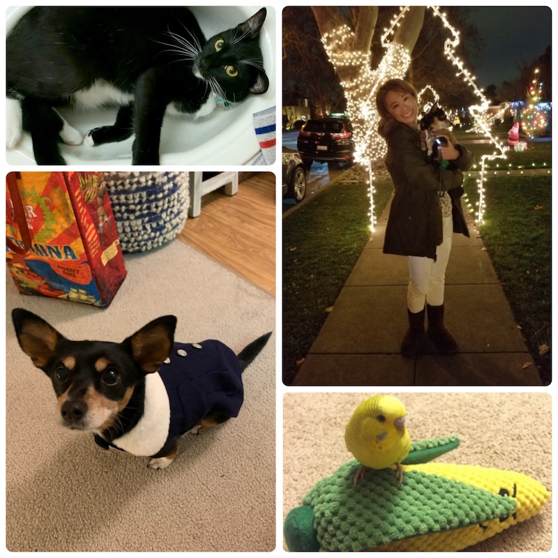 Keiko_Animals