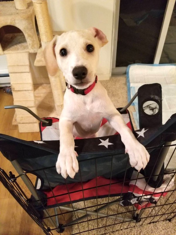 Puppy-Keiko
