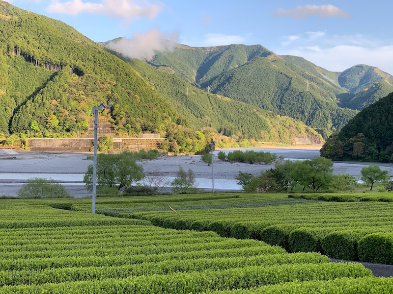 TeaField