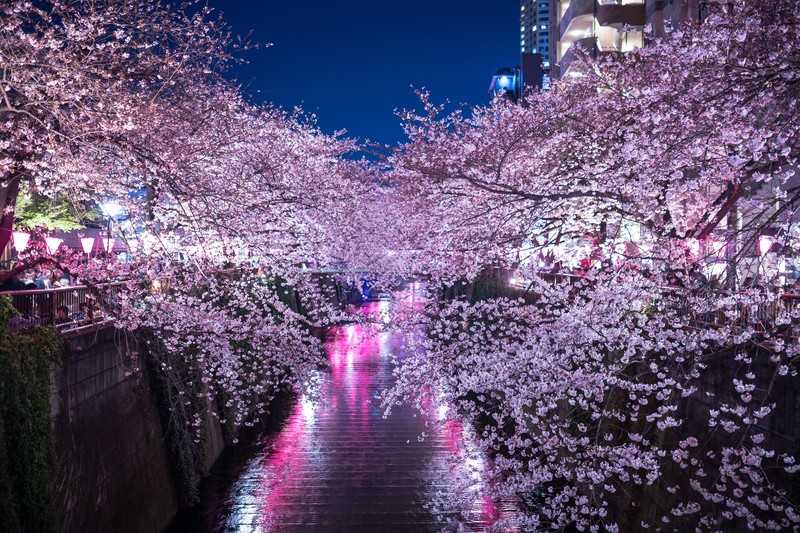 CherryBlossoms