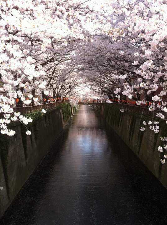 CherryBlossoms2