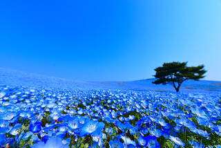 Hitachi-Seaside Park