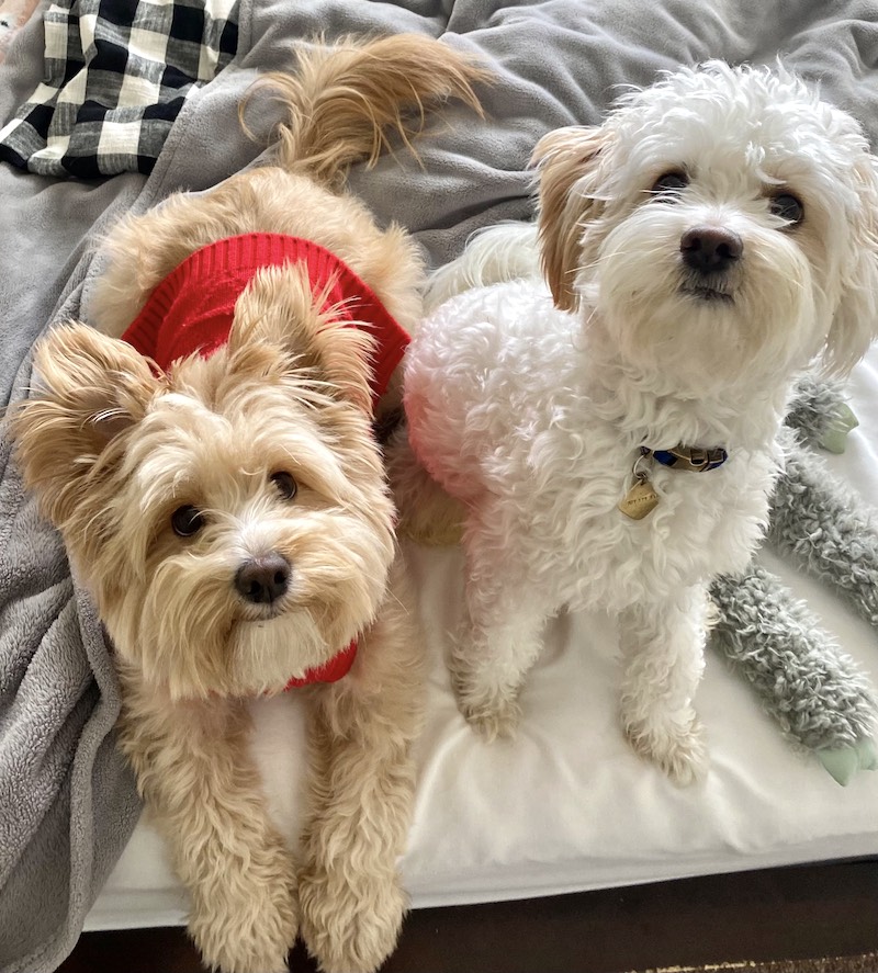 Sheila'sDogs